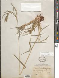 Image result for Leptochloa obtusiflora