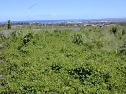 Image result for Neonotonia