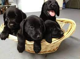Purebred Black Lab Puppies 8 Weeks Lab Puppies Black Lab Puppies Puppies