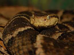 Jararaca Bothrops Snake Lovers Pit Viper Snake Venom
