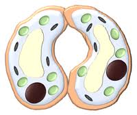 Like eukaryotic cells, prokaryotic cells contain a plasma membrane, cell wall, and cytoplasm. Permanent Vacuole Key Stage Wiki