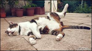 There are already a few ports of this tool to other languages what device detector is able to detect. The Importance Of Detecting Sleep Apnea In Pets