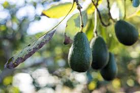 Avocado trees take 3 to 4 years to start producing fruit when planting a young tree from a nursery. What Climate Does An Avocado Tree Need To Grow Avocado Plant Grow Avocado Avocado Tree