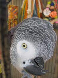 Oh Pico Loves Having His Photos Taken My 16 Year Old African Grey African Grey Parrot African Grey Pet Birds