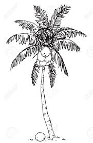 Here you can explore hq palm tree black transparent illustrations, icons and clipart with filter setting like size, type, color etc. Png Clipart Coconut Tree Black And White Clip Art