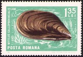 Get poșta română updates with aftership mobile app. Timbre Filatelice Timbre Cu Moluste Si Crustacee Mytilus Galloprovincialis Lam Animals Beautiful Stamp Collecting Mail Art