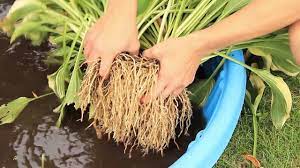 Check spelling or type a new query. Dividing Hostas Youtube