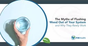 The Myths Of Flushing Weed Out Of Your System Why They Rarely Work