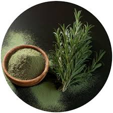 Image result for Rosmarinus officinalis