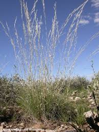 Image result for Aptosimum albomarginatum