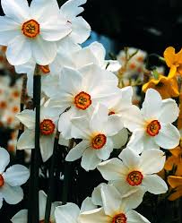 Narcissus Poeticus Recurvus Pheasant S Eye The Broad White Petals Gently Recurve Back Framing The Bright Yellow Central Cup High Daffodils Narcissus Plants