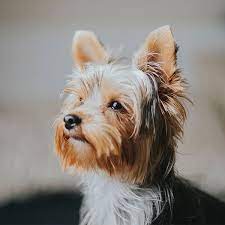 Red river yorkies yorkie puppies for sale we specialize in breeding exotic colors in yorkie puppies. 1 Yorkiepoo Puppies For Sale In Texas Uptown