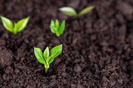 A layer of mulch is helpful to protect its shallow root system. What Is The Best Way To Plant Azaleas Kellogg Garden Organics