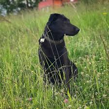 Check spelling or type a new query. Lab German Shepherd Mix Facts