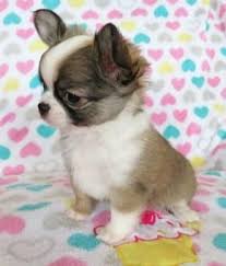 Jessica Simon Chihuahua Puppies For Sale Chihuahua Puppies Chihuahua Chihuahua Puppies For Sale