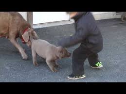 Silver labrador puppies for sale nc. Silver Lab Puppies For Sale In Nc 07 2021