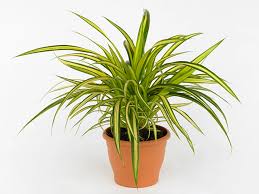 Image result for Pandanaceae