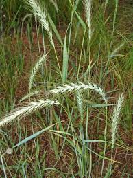 Image result for Ctenium longiglume