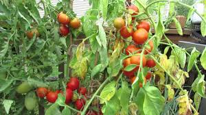 We did not find results for: Tomato Fruit Cracking Why It Happens What Can You Do It S Not Nutritional Trg 2015 Youtube