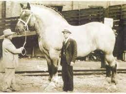 Maybe you would like to learn more about one of these? Vintagephotos On Twitter Horses Big Horses Draft Horses