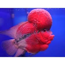 Red Flower Horn Fish Size Natural Rs 1800 Piece Hiran Fish Aquarium Id 3289518012