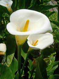 Zantedeschia Aethiopica Fleurs Jardins Idees Tableau