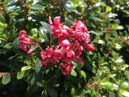 Image result for Escallonia