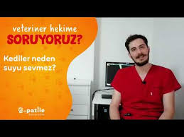 Kediler Neden Suyu Sevmez Youtube