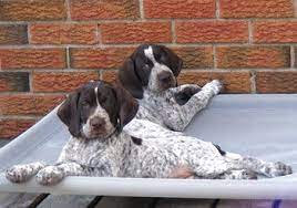 Maybe you would like to learn more about one of these? German Shorthaired Pointer Dogs In Canada Canadogs