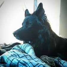 The australian shepherd mix is a cross between an australian shepherd and another dog breed. Ju9qpqi Aadx9m