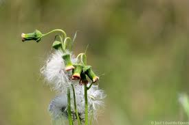 Image result for Crassocephalum montuosum