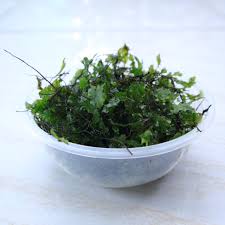 Image result for Bolbitis