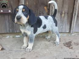 Portrait of a handsome hound. Bluetick Coonhound Puppies For Sale Greenfield Puppies