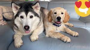 Husky Surprising Reunion With Retriever Puppy Best Of Friends Youtube