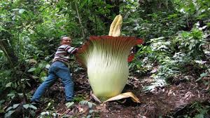 In the efforts of multiplying this plant, botanists have carefully sowed seeds in the ground. Top 10 Biggest Flowers In The World Top 10 World Youtube