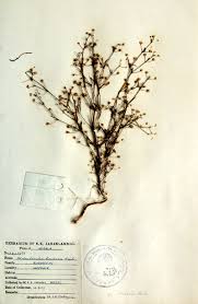 Image result for Oldenlandia herbacea