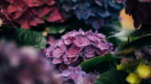 Free high resolution wallpapers for android, iphone and computers. Wallpaper Hydrangea Flowers Pink Petals Close Up 3840x2160 Uhd 4k Picture Image