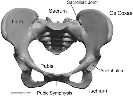 The hip bones have three main articulations: Pelvis Anatomy Chapter 1 The Evolutionary Biology Of The Human Pelvis