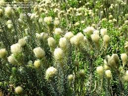 Image result for Phylica