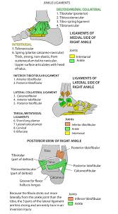 It starts at the tip of the fibula and runs along the outside of the ankle, into the calcaneous. Ankle Ligaments Mnemonic Instant Anatomy Cheat Sheet The Ankle Joint Is Bound By The Strong Deltoid Ligament And Three Lat Ankle Anatomy Muscle Anatomy Anatomy