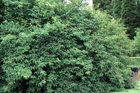 Image result for Vernonia praecox