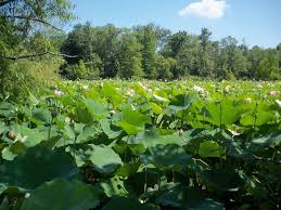 Field Of Lotuses Flowers At Kenilworth Water Lilies Flowers Plants