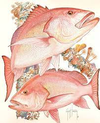The Red Snapper Fisheries Issue Is A Hot Topic In Commercial And Recreational Fishing Circles And It S One Of The First Ag Fish Artwork Fish Art Fish Drawings