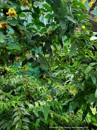 Image result for Clematis dolichopoda