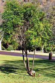 Image result for Halleria lucida
