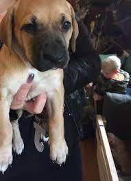 Black Mouth Cur Puppy For Sale In Burlington Vt Adn 53469 On Puppyfinder Com Gender Female Age 10 Black Mouth Cur Black Mouth Cur Puppies Puppies For Sale