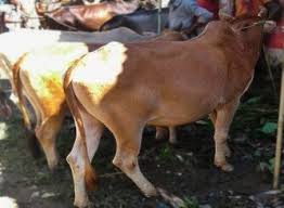 Camel try to cut his hand. Order Qurbani 2020 Online Sheep Goat Cow Or Camel Islam Freedom Services