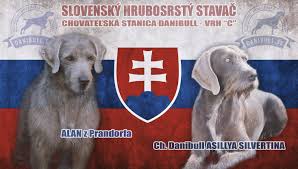 Image result for slovenský ohař hrubosrstý