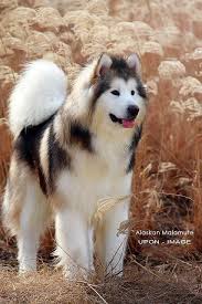 Googydog Com Types De Chiens Chien Histoires De Chiens