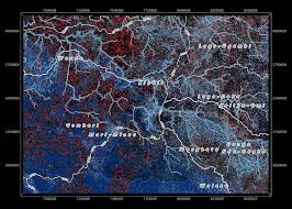 Image result for Eggelingia ligulifolia